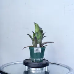 2025年最新】ホヘンベルギアの人気アイテム - メルカリ