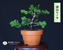 さつき盆栽【金采】 采咲きの 赤い花 青い鉢 - メルカリ