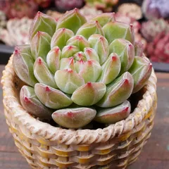 2025年最新】観葉植物の人気アイテム - メルカリ