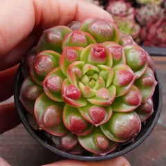 2025年最新】観葉植物の人気アイテム - メルカリ