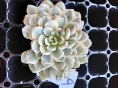 2025年最新】観葉植物の人気アイテム - メルカリ