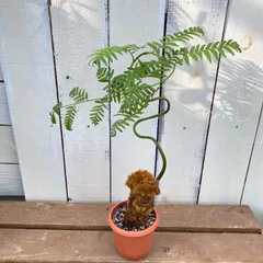 金毛狗 タカワラビ ゴールデンモンキー 現地球 1/4台湾より輸入 ④ 金毛狗 タカワラビ ゴールデンモンキー 現地球 1/4台湾より輸入 ②