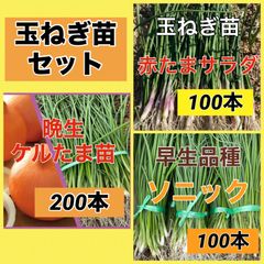 新品】玉ねぎ苗 ソニック 100本 - メルカリ