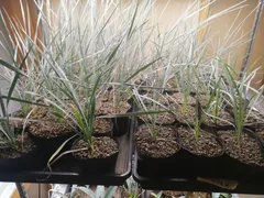 2026年最新】ユッカ ロストラータの人気アイテム - メルカリ