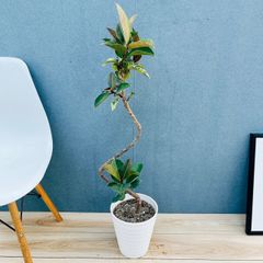 現品］【希少】1番 モンステラ 斑入り 7号 レア 観葉植物 室内 鉢