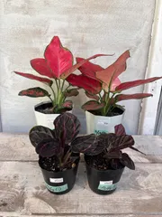 2025年最新】aglaonemaの人気アイテム - メルカリ