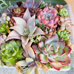韓国苗入り カット苗 多肉植物寄せ植え - メルカリ