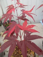 2025年最新】藤波錦の人気アイテム - メルカリ