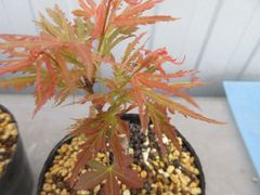 モミジ 浮雲錦｜オオモミジ系 H30cm前後 もみじ 紅葉 カエデ 鉢植え