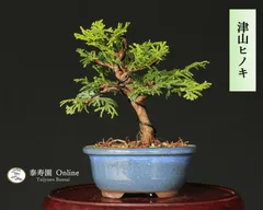 貴風 津山檜盆栽】真柏 ⭕希少、美品、お薦め品❗ 樹高27㎝津山桧 盆栽