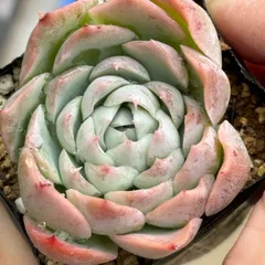 2025年最新】シムランスラグナサンチェスの人気アイテム - メルカリ