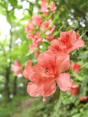 2025年最新】ヤマツツジの人気アイテム - メルカリ