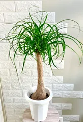 2025年最新】トックリラン ポニーテールの人気アイテム - メルカリ