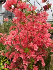 2025年最新】ヤマツツジの人気アイテム - メルカリ