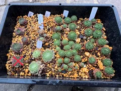 センペルビウムセット♬*°