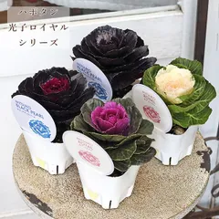 2025年最新】花苗 秋の人気アイテム - メルカリ