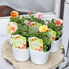 ㊱大きめ苗! 青鬼❣️そわそわ❣️もみじ飴❣️紅手鞠❣️6苗