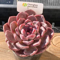 【新入荷｜送料込】エケべリア　韓国苗　ブラックチェリー 大苗｜チャンフィー苗　多肉植物｜ポコ多肉 p_2013