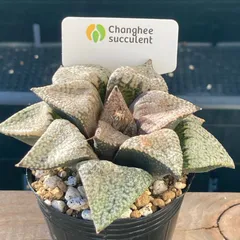 【新入荷｜送料込】ハオルチア　韓国苗　ピクタ実生　中苗｜チャンフィー苗　多肉植物｜ポコ多肉 p_2011