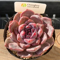 【新入荷｜送料込】エケべリア　韓国苗　ブラックチェリー 大苗｜チャンフィー苗　多肉植物｜ポコ多肉 p_2014