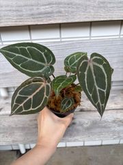 P. Flamenco（hillii x coronarium）TC ビカクシダ - メルカリ