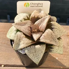 【新入荷｜送料込】ハオルチア　韓国苗　ピクタ実生　中苗｜チャンフィー苗　多肉植物｜ポコ多肉 p_2012