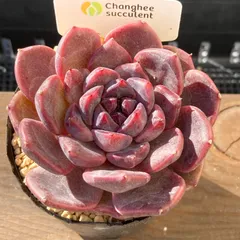 【新入荷｜送料込】エケべリア　韓国苗　ブラックチェリー 大苗｜チャンフィー苗　多肉植物｜ポコ多肉 p_2015