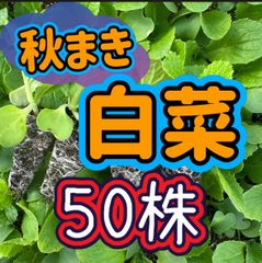 ネコポス。秋まき白菜×50 育苗中農薬不使用 - メルカリ