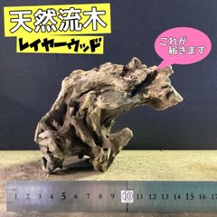⑪◇イチジク穂木1本◇ウォーターメロンラッシュ⑪【親木の写真あり