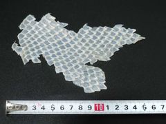 Item thumbnail for item 3affa086-8f3d-425d-bfb0-dad3c7b491c7