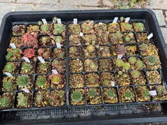 センペルビウムセット！訳あり