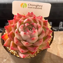 2025年最新】多肉植物レッドラインの人気アイテム - メルカリ