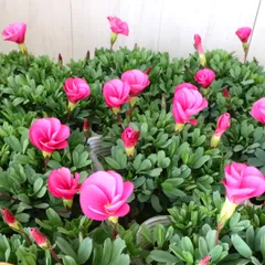 2025年最新】オキザリス桃の輝きの人気アイテム - メルカリ