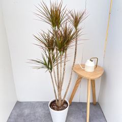 モンステラ 2【現品】観葉植物 幹上がり 室内 7号 - メルカリ