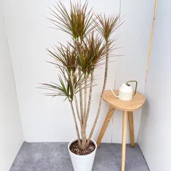 2026年最新】ドラセナ コンシンネの人気アイテム - メルカリ