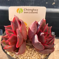 2026年最新】ロンギシマ 多肉の人気アイテム - メルカリ