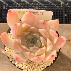 送料込！】エケべリア 韓国苗 ピアレス x サラヒメ｜チャンフィー苗