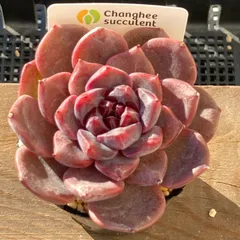 【送料込！】エケべリア　韓国苗　ブラックチェリー 中苗｜チャンフィー苗　多肉植物｜ポコ多肉　p_3153