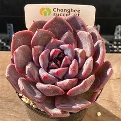 【送料込！】エケべリア　韓国苗　ブラックチェリー 中苗｜チャンフィー苗　多肉植物｜ポコ多肉　p_3154