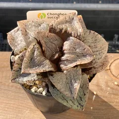 【送料込！】ハオルチア 　韓国苗　バタフライ大苗｜チャンフィー苗　多肉植物｜ポコ多肉　p_3155