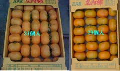 ひらたねなしＢ級品5㎏　29個～入　低農薬有機肥料栽培　関東は送料込み