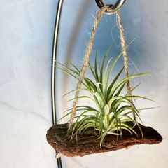 Tillandsia capillaris1 白花 - メルカリ