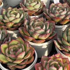 多肉植物　韓国苗　モダンジェオン