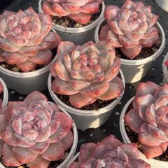 ジェムストーン(大苗)◎多肉植物 カット苗 韓国苗 エケベリア等 - メルカリ