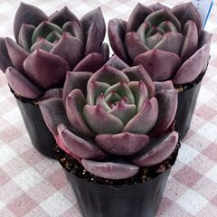 スプリングワンダー×プロリフィカ 葉挿し5枚 多肉植物 古都の葉さん苗