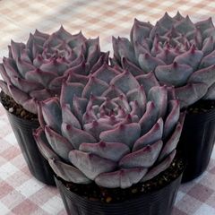 スプリングワンダー×プロリフィカ 葉挿し5枚 多肉植物 古都の葉さん苗