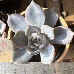 購入済み　Ｖ フレーヌ×ラウイ　実生　抜き苗　ネコポス発送　多肉 A実生ラウイ抜き苗 - メルカリ