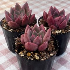 ウォングム農場◎ファインローズ◎多肉植物 カット苗 輸入苗
