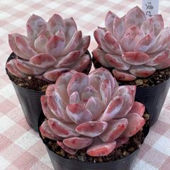 アリエル 綴化？多頭 多肉植物 エケベリア - メルカリ