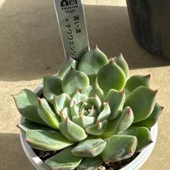 青い渚×チワワエンシス❣️優木園さん苗❣️札付き❗️多肉植物 抜き苗